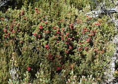Cyathodes straminea