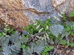 Myriopteris lindheimeri