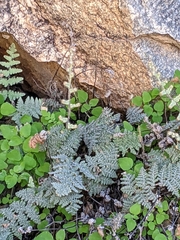 Myriopteris lindheimeri