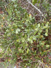 Quercus myrtifolia