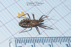 Rhynocoris erythropus