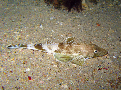 Sawtooth flathead (Rogadius pristiger) — Platycephalidae