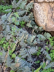 Myriopteris lindheimeri