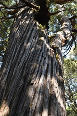 Athrotaxis selaginoides