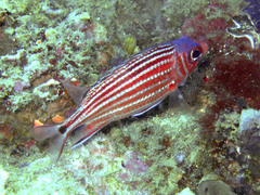 Sargocentron cornutum