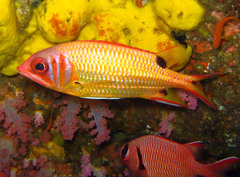 Sargocentron melanospilos