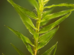 Bartramiopsis lescurii