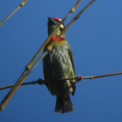 Psilopogon haemacephalus