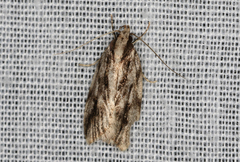 Barea sphaeridias