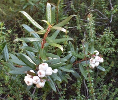 Gaultheria hispida
