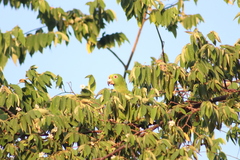 Amazona ochrocephala