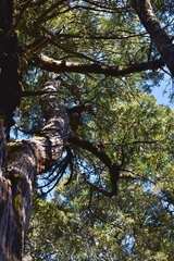 Athrotaxis selaginoides