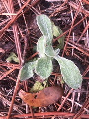 Chrysopsis gossypina