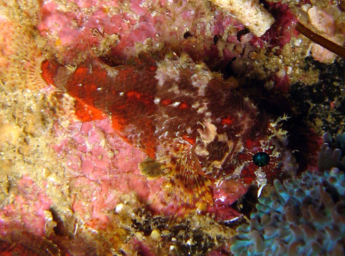 Bontvin-dwergschorpioenvis (Scorpaenodes varipinnis) — Scorpaenidae — 4