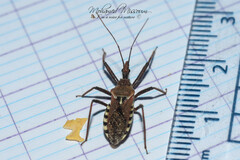 Rhynocoris erythropus