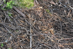 Athrotaxis selaginoides