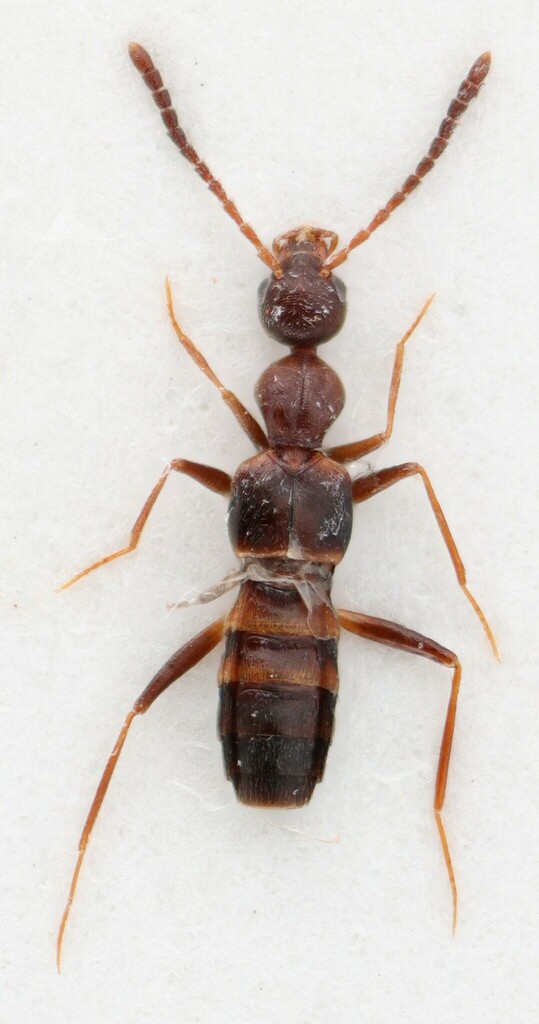 Myrmecocephalus cingulatus