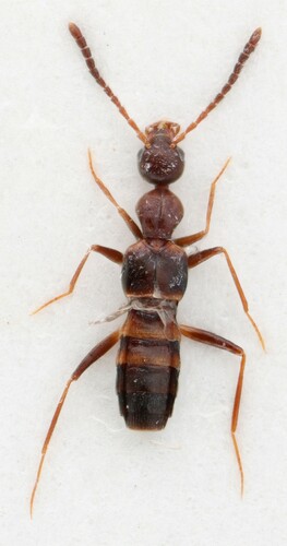 Myrmecocephalus cingulatus