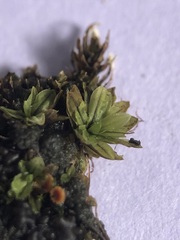 Encalypta streptocarpa