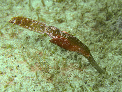Solenostomus cyanopterus