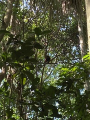 Alouatta seniculus