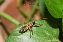 Rhynocoris erythropus