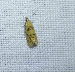 Phtheochroa vitellinana