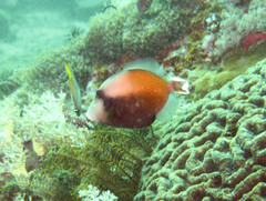 Sufflamen chrysopterum