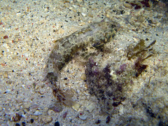 Synchiropus ocellatus