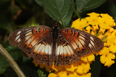 Junonia sophia