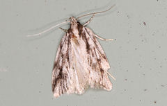 Barea sphaeridias