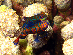 Synchiropus splendidus