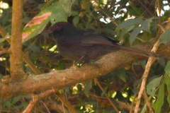 Melaenornis edolioides