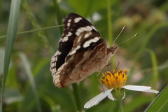 Junonia oenone