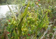 Epidendrum frutex