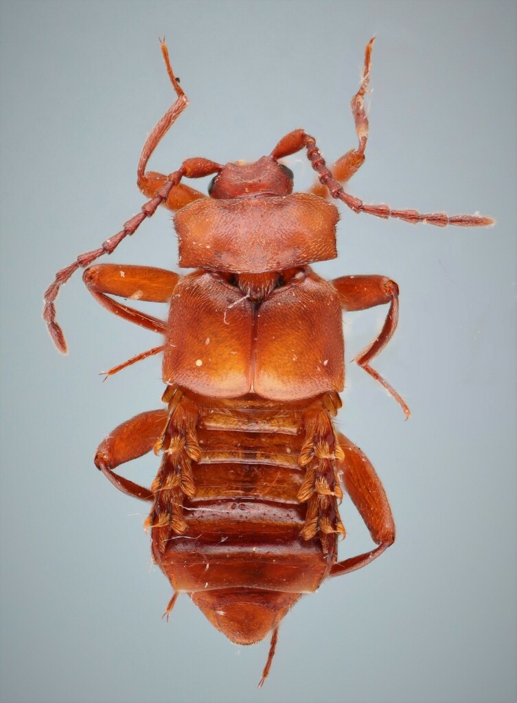 Xenodusa reflexa