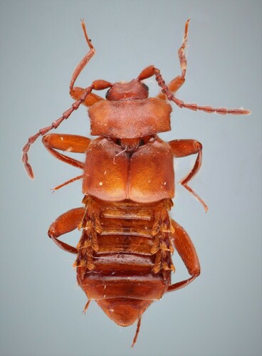 Xenodusa reflexa