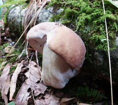 Boletus atkinsonii