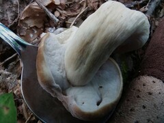 Boletus atkinsonii