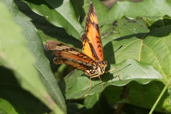 Junonia sophia