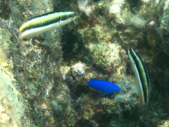 Thalassoma amblycephalus