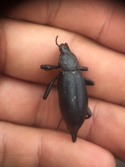 Eleodes eschscholtzii