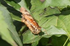 Junonia sophia