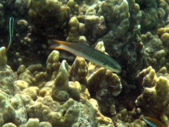 Thalassoma amblycephalus