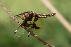 Palpopleura portia