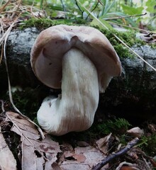 Boletus atkinsonii