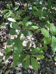 Brosimum alicastrum