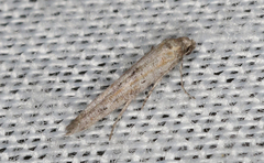 Epermeniidae