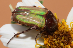 Leucocelis