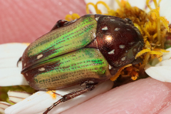 Leucocelis